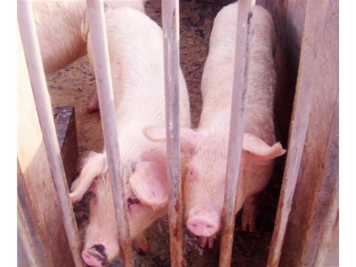 熱泵在畜牧業養殖供暖領域